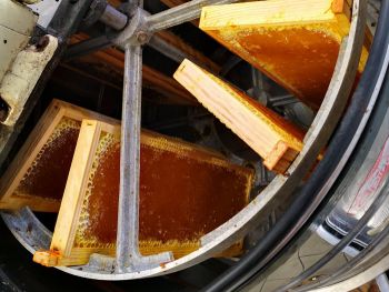 producteur miel bio correze