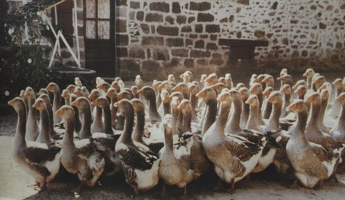 Paupiettes de canard au foie gras